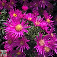 Aster novi-belgii 