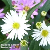 Aster novi-belgii 