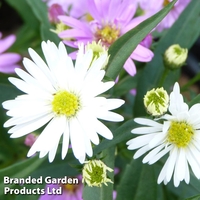 Aster novi-belgii 