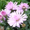 Aster novi-belgii 
