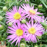 Aster novi-belgii 