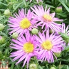 Aster novi-belgii 