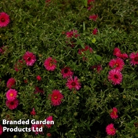 Aster novi-belgii 