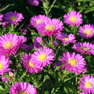 Aster novi-belgii 