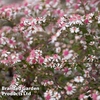 Aster novi-belgii 