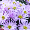 Aster novi-belgii 