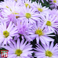 Aster novi-belgii 