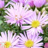 Aster novi-belgii 