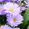 Aster novi-belgii 