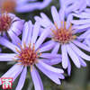 Aster novi-belgii 