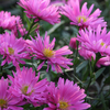 Aster novi-belgii 