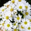 Aster novi-belgii 