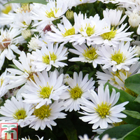 Aster novi-belgii 