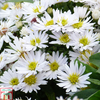 Aster novi-belgii 