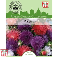 Aster 