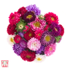 Aster 