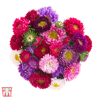 Aster 