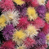 Aster 