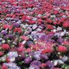 Aster 
