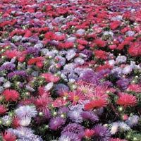Aster 