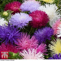 Aster 