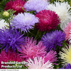 Aster 