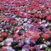 Aster 