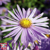 Aster x frikartii 
