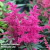 Astilbe 