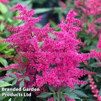 Astilbe 