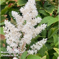Astilbe 