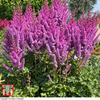 Astilbe chinensis 