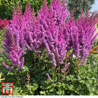 Astilbe chinensis 