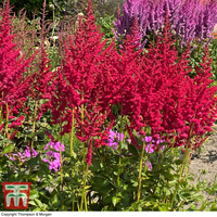 Astilbe chinensis 