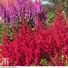 Astilbe chinensis 