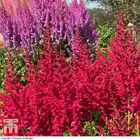 Astilbe chinensis 