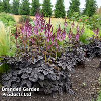 Astilbe 