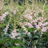Astilbe 