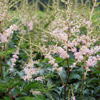 Astilbe 