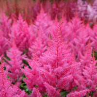 Astilbe japonica 