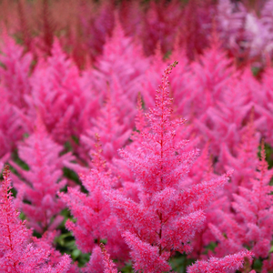 Astilbe japonica 