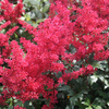 Astilbe japonica 