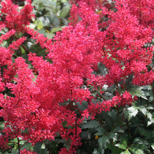Astilbe japonica 