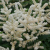Astilbe japonica 