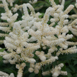 Astilbe japonica 