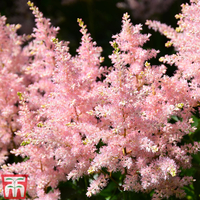 Astilbe x arendsii 
