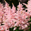Astilbe x arendsii 