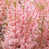 Astilbe x arendsii 
