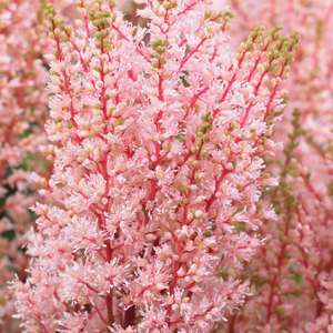 Astilbe x arendsii 