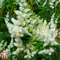 Astilbe x arendsii 
